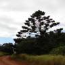 Fotografia 1 da espécie Araucaria cunninghamii do Jardim Botânico UTAD