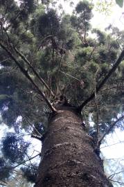 Fotografia da espécie Araucaria cunninghamii