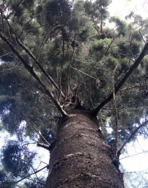 Fotografia 4 da espécie Araucaria cunninghamii no Jardim Botânico UTAD