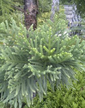 Fotografia 6 da espécie Araucaria cunninghamii no Jardim Botânico UTAD