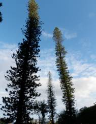 Araucaria columnaris