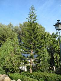 Fotografia da espécie Araucaria columnaris