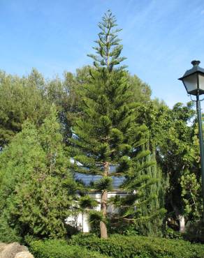 Fotografia 5 da espécie Araucaria columnaris no Jardim Botânico UTAD