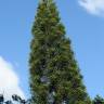 Fotografia 6 da espécie Araucaria columnaris do Jardim Botânico UTAD