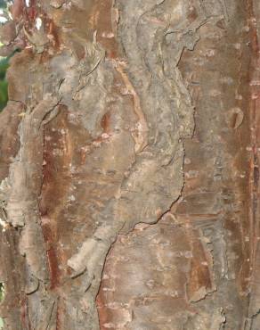 Fotografia 7 da espécie Araucaria columnaris no Jardim Botânico UTAD