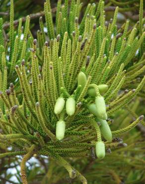 Fotografia 10 da espécie Araucaria columnaris no Jardim Botânico UTAD