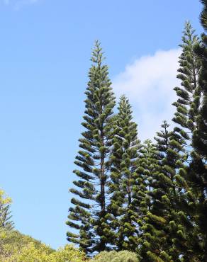 Fotografia 11 da espécie Araucaria columnaris no Jardim Botânico UTAD
