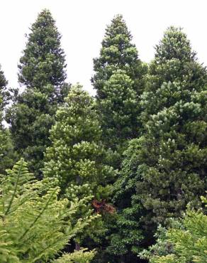 Fotografia 1 da espécie Agathis australis no Jardim Botânico UTAD