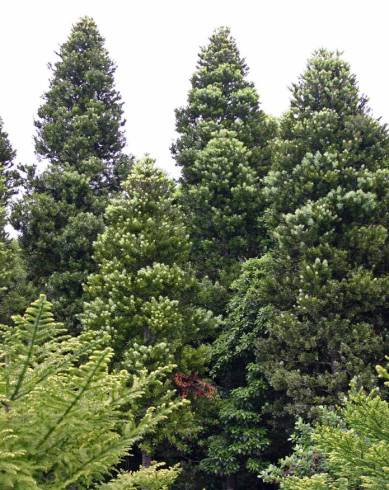 Fotografia de capa Agathis australis - do Jardim Botânico