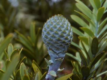 Fotografia da espécie Agathis australis