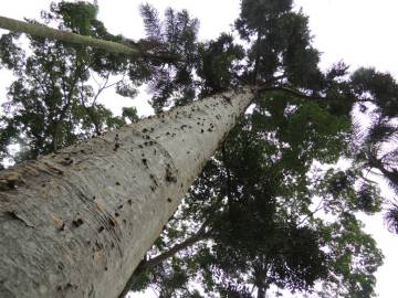 Fotografia da espécie Agathis australis