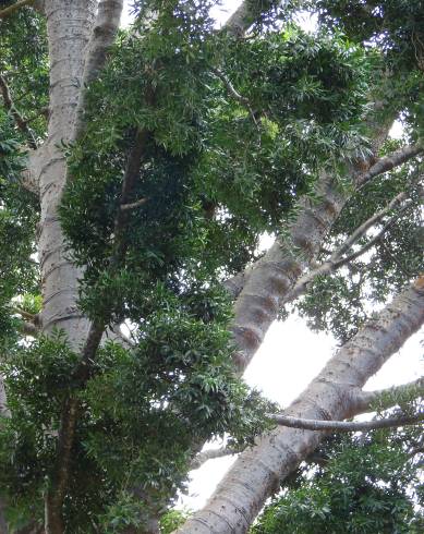 Fotografia de capa Agathis robusta - do Jardim Botânico