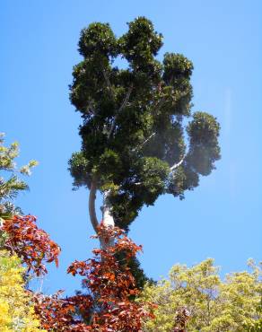 Fotografia 6 da espécie Agathis robusta no Jardim Botânico UTAD