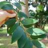 Fotografia 7 da espécie Agathis robusta do Jardim Botânico UTAD