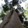 Fotografia 10 da espécie Agathis robusta do Jardim Botânico UTAD