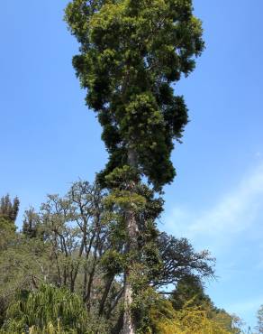 Fotografia 13 da espécie Agathis robusta no Jardim Botânico UTAD