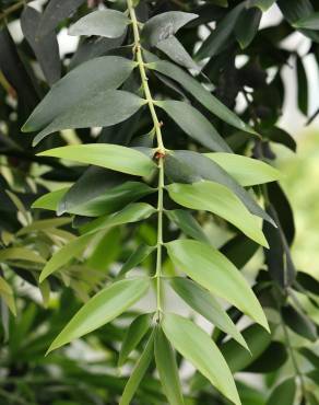 Fotografia 17 da espécie Agathis robusta no Jardim Botânico UTAD