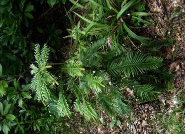 Fotografia da espécie Wollemia nobilis