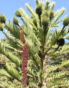 Fotografia 5 da espécie Wollemia nobilis no Jardim Botânico UTAD