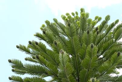 Fotografia da espécie Wollemia nobilis