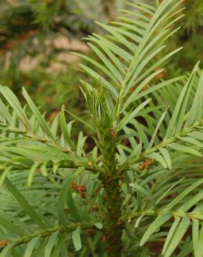 Fotografia 10 da espécie Wollemia nobilis no Jardim Botânico UTAD