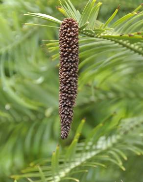 Fotografia 13 da espécie Wollemia nobilis no Jardim Botânico UTAD