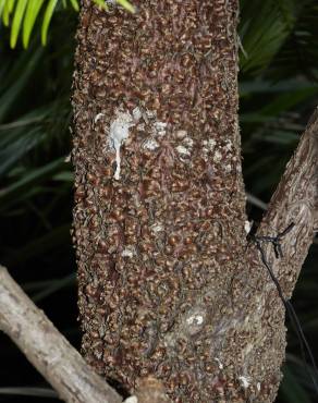 Fotografia 15 da espécie Wollemia nobilis no Jardim Botânico UTAD