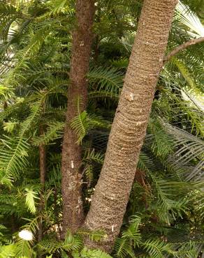 Fotografia 17 da espécie Wollemia nobilis no Jardim Botânico UTAD