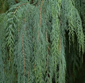 Fotografia da espécie Cupressus cashmeriana