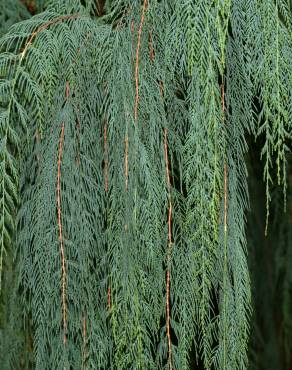 Fotografia 9 da espécie Cupressus cashmeriana no Jardim Botânico UTAD