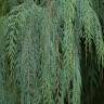 Fotografia 9 da espécie Cupressus cashmeriana do Jardim Botânico UTAD