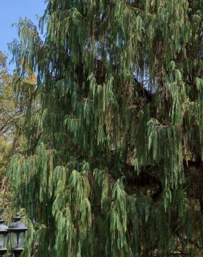 Fotografia 10 da espécie Cupressus cashmeriana no Jardim Botânico UTAD