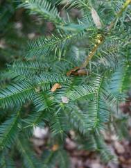 Torreya taxifolia