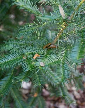 Fotografia 1 da espécie Torreya taxifolia no Jardim Botânico UTAD