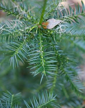 Fotografia 6 da espécie Torreya taxifolia no Jardim Botânico UTAD