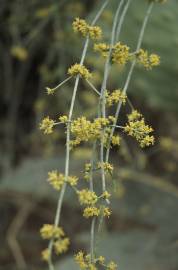 Fotografia da espécie Ephedra fragilis subesp. fragilis