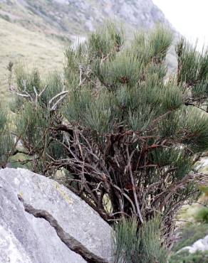 Fotografia 6 da espécie Ephedra fragilis subesp. fragilis no Jardim Botânico UTAD