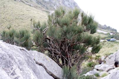 Fotografia da espécie Ephedra fragilis subesp. fragilis