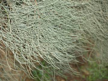 Fotografia da espécie Ephedra fragilis subesp. fragilis