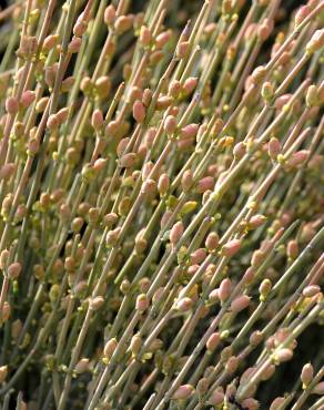 Fotografia 9 da espécie Ephedra fragilis subesp. fragilis no Jardim Botânico UTAD