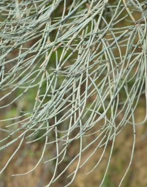 Fotografia 11 da espécie Ephedra fragilis subesp. fragilis no Jardim Botânico UTAD