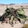 Fotografia 3 da espécie Welwitschia mirabilis do Jardim Botânico UTAD