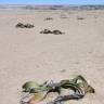 Fotografia 11 da espécie Welwitschia mirabilis do Jardim Botânico UTAD