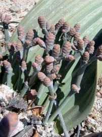 Fotografia da espécie Welwitschia mirabilis
