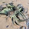 Fotografia 15 da espécie Welwitschia mirabilis do Jardim Botânico UTAD