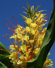 Fotografia da espécie Hedychium gardnerianum