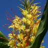 Fotografia 1 da espécie Hedychium gardnerianum do Jardim Botânico UTAD