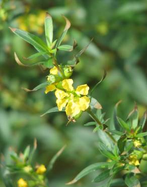 Fotografia 7 da espécie Heimia salicifolia no Jardim Botânico UTAD