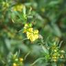 Fotografia 7 da espécie Heimia salicifolia do Jardim Botânico UTAD