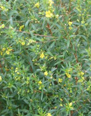 Fotografia 8 da espécie Heimia salicifolia no Jardim Botânico UTAD